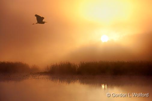 Heron In Foggy Sunrise_23927.jpg - Great Blue Heron (Ardea herodias) photographed along Irish Creek near Jasper, Ontario, Canada.